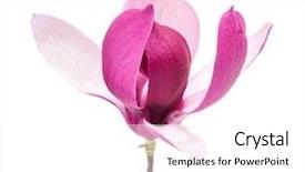  Presentation with magnolia - Audience pleasing PPT theme consisting of subtle - magnolia flower branch isolated backdrop and a white colored foreground