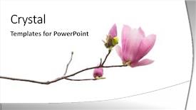  Presentation with magnolia - Presentation design enhanced with subtle - magnolia flower branch isolated background and a white colored foreground