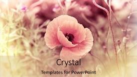  Presentation with flower vintage - Audience pleasing PPT theme consisting of poppy flower vintage card backdrop and a coral colored foreground
