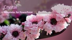  Presentation with subtle - Theme with subtle-beauty background and a violet colored foreground