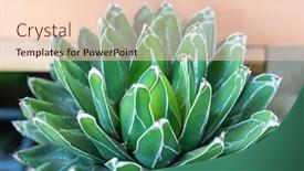  Presentation with succulent - Cool new presentation design with succulent-agave-queen-victoria-bloom backdrop and a lemonade colored foreground