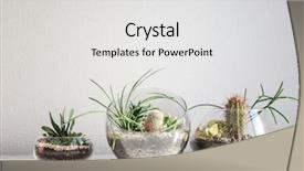  Presentation with gardens - Theme with succulent gardens in glass vases background and a white colored foreground