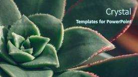  Presentation with kiwi - Beautiful slide deck featuring succulent-plant-aeonium-kiwi-green backdrop and a tawny brown colored foreground