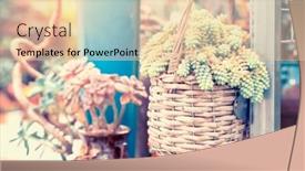  Presentation with hang - Audience pleasing PPT theme consisting of succulent-plant-in-basket-hang backdrop and a lemonade colored foreground