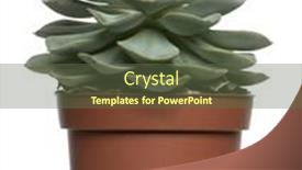  Presentation with succulent - Presentation having succulent-plant-in-front background and a tawny brown colored foreground