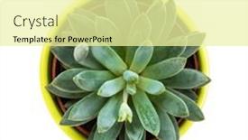  Presentation with succulent - Colorful PPT theme enhanced with succulent-plant-in-lime-green backdrop and a blonde colored foreground