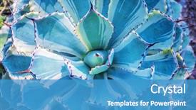  Presentation with succulent - Presentation consisting of succulent plant in the desert background and a teal colored foreground