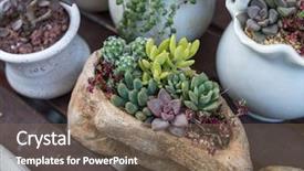  Presentation with plant tissue culture beaker - Presentation consisting of succulent plant in the desert background and a violet colored foreground