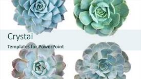  Presentation with succulent - Slide deck with agave - succulent plant in the desert background and a light blue colored foreground