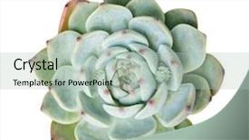  Presentation with succulent - PPT theme with succulent plant isolated on white background and a mint green colored foreground