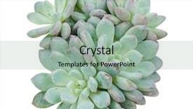  Presentation with plant pathology disease - Beautiful PPT theme featuring succulent plant isolated on white backdrop and a mint green colored foreground
