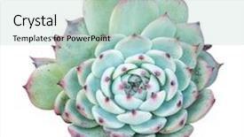  Presentation with succulent - Slide set with succulent plant isolated on white background and a mint green colored foreground