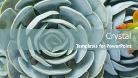  Presentation with succulent - Presentation theme featuring succulent-plant-isolated background and a seafoam green colored foreground
