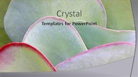  Presentation with succulent - Amazing PPT theme having succulent-plant-leaves backdrop and a mint green colored foreground