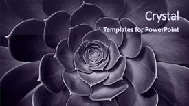  Presentation with succulent - PPT theme enhanced with point point b - succulent plant background and a wine colored foreground