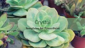  Presentation with succulent - Colorful presentation theme enhanced with succulent plant backdrop and a seafoam green colored foreground