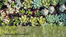  Presentation with succulent - PPT theme featuring succulent plant background and a gold colored foreground