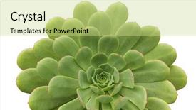  Presentation with succulent - Slides enhanced with succulent plant background and a yellow colored foreground