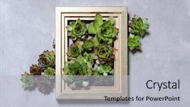  Presentation with succulent - Presentation theme featuring succulent plants decoration on grey wall background and a light gray colored foreground