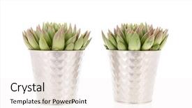  Presentation with flower pots - Amazing slides having succulent plants in metal flower backdrop and a sky blue colored foreground