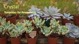  Presentation with succulent - Slide set consisting of succulent-plants-in-the-greenhouse background and a tawny brown colored foreground