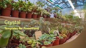  Presentation with succulent - PPT layouts with succulent-plants-in-the-greenhouse background and a tawny brown colored foreground