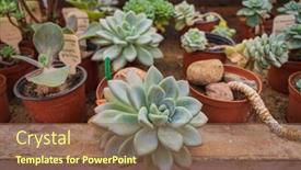  Presentation with succulent - PPT theme featuring succulent-plants-in-the-greenhouse background and a tawny brown colored foreground