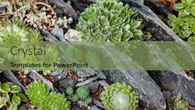  Presentation with succulent - Theme featuring succulent-plants-on-the-gravel background and a seafoam green colored foreground