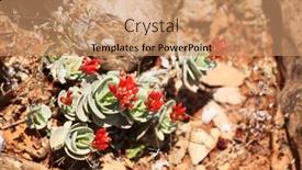  Presentation with succulent - Slides featuring succulent xeric plant from socotra island background and a coral colored foreground