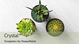  Presentation with succulents - Amazing slide deck having succulents and cactus in pot backdrop and a mint green colored foreground