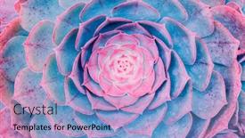  Presentation with succulents - Presentation theme having succulents-cactus-for-decoration-cactus background and a light blue colored foreground