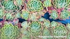  Presentation with succulents - Beautiful presentation featuring succulents-cactus-for-decoration-cactus backdrop and a seafoam green colored foreground