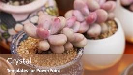  Presentation with succulents - PPT theme consisting of succulents-cactus-for-decoration-cactus background and a coral colored foreground