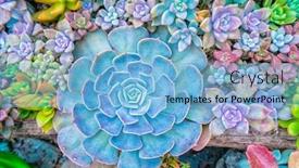  Presentation with succulents - Beautiful theme featuring succulents-cactus-for-decoration-cactus backdrop and a light blue colored foreground