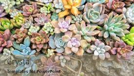  Presentation with succulents - Slide deck featuring succulents-cactus-for-decoration-cactus background and a coral colored foreground