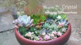  Presentation with botanical garden - Slide set consisting of succulents-cactus-in-desert-botanical background and a  colored foreground