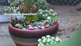  Presentation with botanical - PPT theme having succulents-cactus-in-desert-botanical background and a  colored foreground