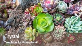  Presentation with succulents - Colorful PPT layouts enhanced with succulents cactus in flower garden backdrop and a violet colored foreground