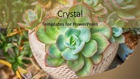  Presentation with succulents - Audience pleasing theme consisting of succulents cactus in flower garden backdrop and a yellow colored foreground