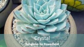  Presentation with succulents - 