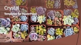  Presentation with succulents - Audience pleasing PPT theme consisting of exist - succulents in a planter backdrop and a tawny brown colored foreground