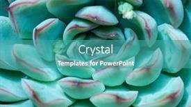  Presentation with succulents - Slides enhanced with succulents in a planter background and a teal colored foreground