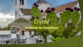  Presentation with succulents - Audience pleasing slide set consisting of succulents-on-a-terrace-against backdrop and a tawny brown colored foreground