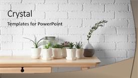  Presentation with white brick wall - Presentation having peyote - succulents on wooden table background and a light gray colored foreground
