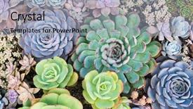  Presentation with cactus - PPT layouts having succulents or cactus succulents background and a light blue colored foreground