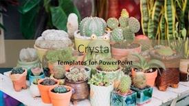  Presentation with succulents - Slides consisting of succulents-or-cactus-succulents background and a coral colored foreground