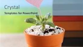  Presentation with succulents - Presentation theme having succulents-with-heart-shaped-tag background and a light blue colored foreground