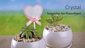 Presentation with succulents - PPT layouts having succulents-with-heart-shaped-tag background and a light blue colored foreground
