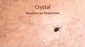  Presentation with diseases - Slide deck having sucking carrier of various disease background and a lemonade colored foreground