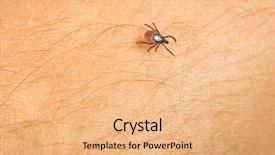  Presentation with blood - Presentation theme with sucking carrier of various disease background and a coral colored foreground